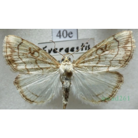 Evergestis pallidata (Hufnagel, 1767) Czech40e